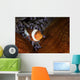 False Clownfish Swims in Anemone Wall Decal