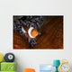 False Clownfish Swims in Anemone Wall Decal