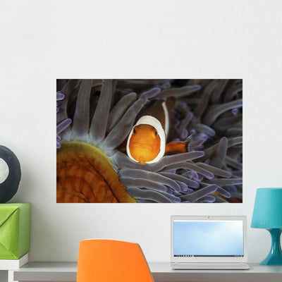 False Clownfish Swims Face Wall Decal shown on a wall