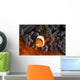 False Clownfish Swims Wall Decal
