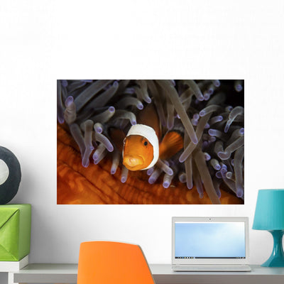 False Clownfish Swims Wall Decal shown on a wall