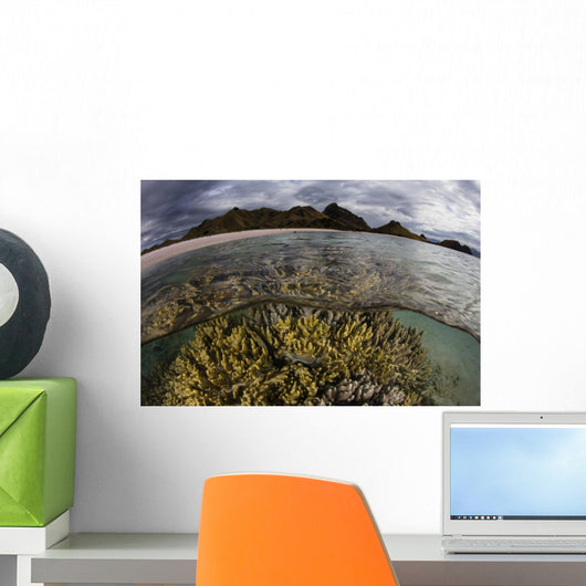 Large Colony Soft Coral Water Surface Wall Decal