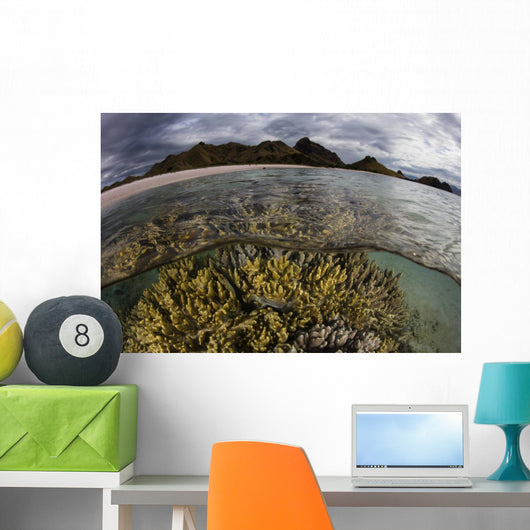 Large Colony Soft Coral Water Surface Wall Decal