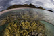 Large Colony Soft Coral Water Surface Wall Decal
