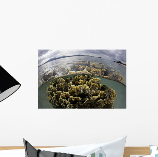 Fire Coral Grows Shallows Wall Decal
