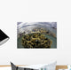 Fire Coral Grows Shallows Wall Decal
