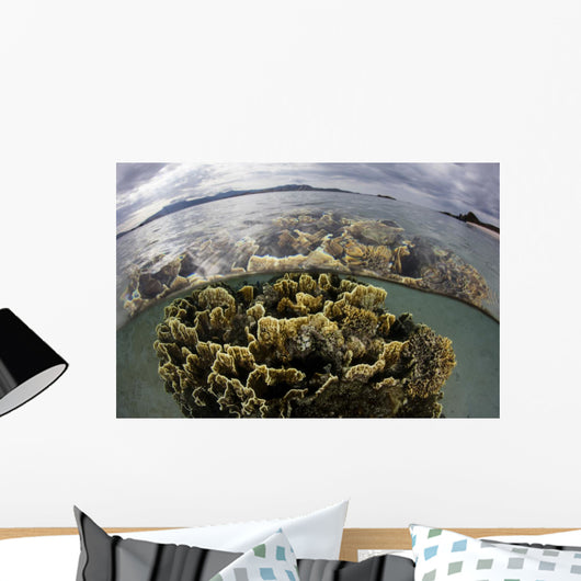 Fire Coral Grows Shallows Wall Decal
