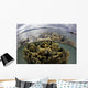 Fire Coral Grows Shallows Wall Decal