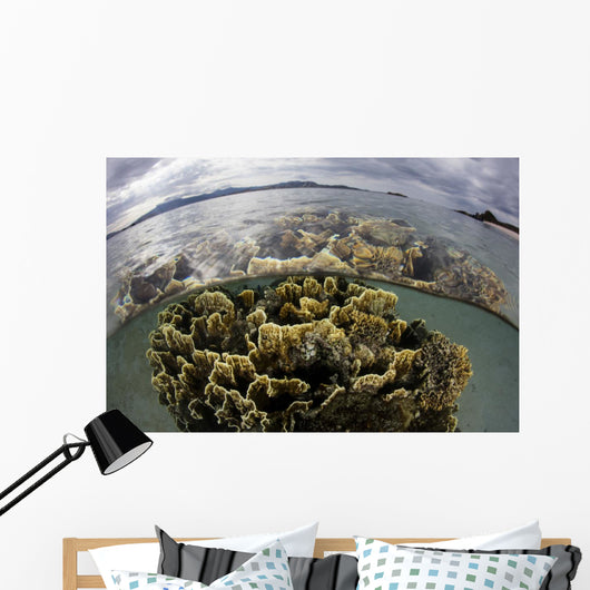 Fire Coral Grows Shallows Wall Decal