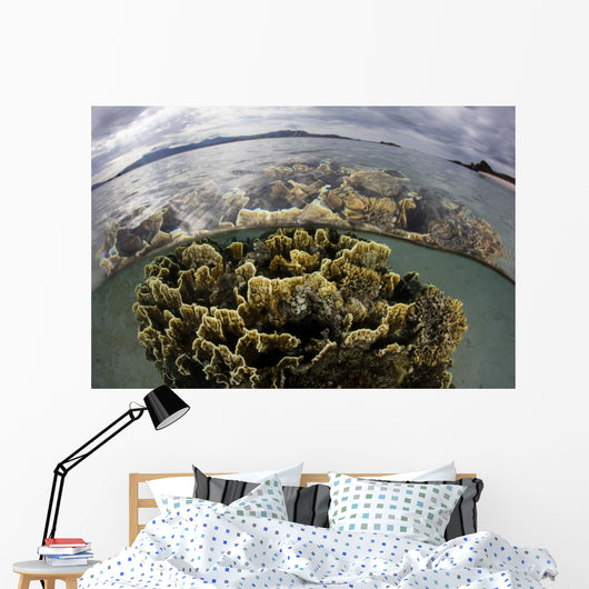Fire Coral Grows Shallows Wall Decal