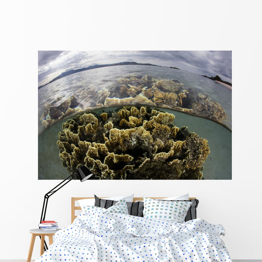 Fire Coral Grows Shallows Wall Decal