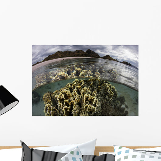 Fire Coral Grows Shallows Water Surface Wall Decal