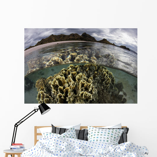 Fire Coral Grows Shallows Water Surface Wall Decal