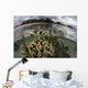 Fire Coral Grows Shallows Water Surface Wall Decal