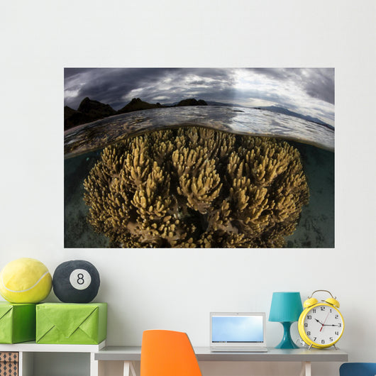 Large Colony Soft Coral Wall Decal