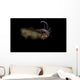 Bigfin Reef Squid Swimming Wall Decal