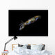 Bigfin Reef Squid Wall Decal