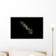 Bigfin Reef Squid Right Side Wall Decal