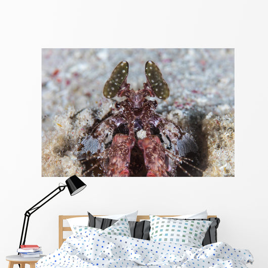 Large Mantis Shrimp Lesser Wall Decal