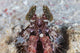 Large Mantis Shrimp Lesser Wall Decal