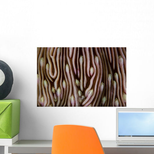 Detail Beautiful Mushroom Coral Close-up Wall Decal