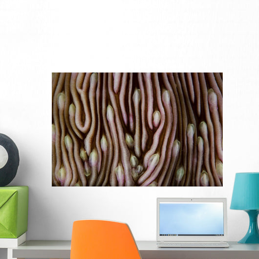 Detail Beautiful Mushroom Coral Close-up Wall Decal