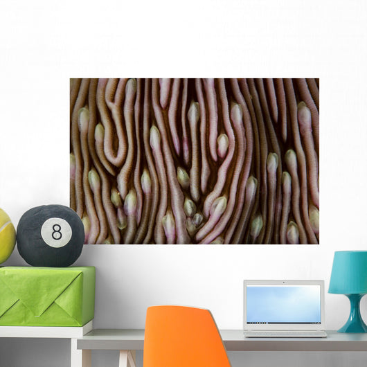 Detail Beautiful Mushroom Coral Close-up Wall Decal