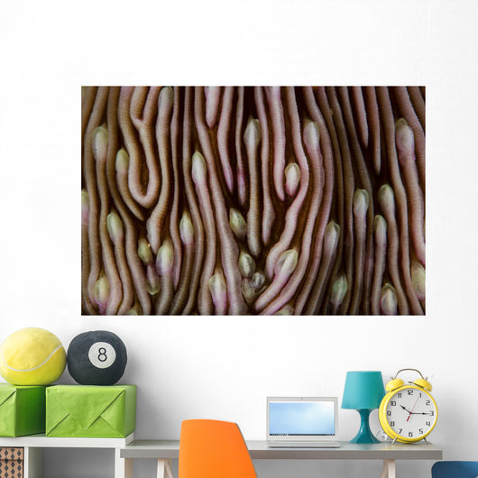 Detail Beautiful Mushroom Coral Close-up Wall Decal
