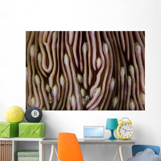 Detail Beautiful Mushroom Coral Close-up Wall Decal