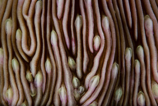 Detail Beautiful Mushroom Coral Close-up Wall Decal