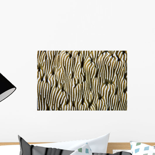 Detail Beautiful Reef-building Coral Wall Yellow/White Decal