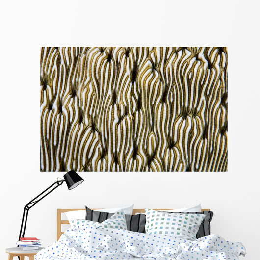 Detail Beautiful Reef-building Coral Wall Yellow/White Decal