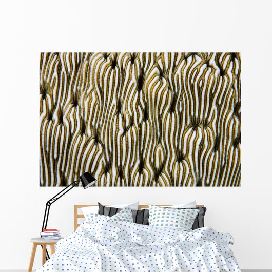 Detail Beautiful Reef-building Coral Wall Yellow/White Decal