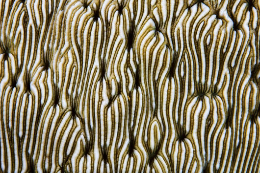 Detail Beautiful Reef-building Coral Wall Yellow/White Decal