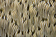 Detail Beautiful Reef-building Coral Wall Yellow/White Decal