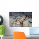 Pair Beautiful Nudibranchs Crawl Wall Decal