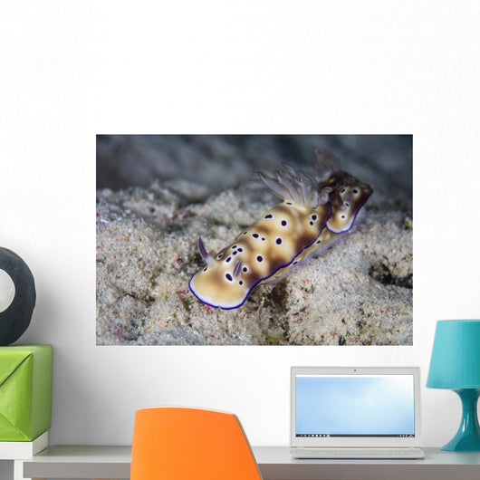 Pair Beautiful Nudibranchs Crawl Wall Decal