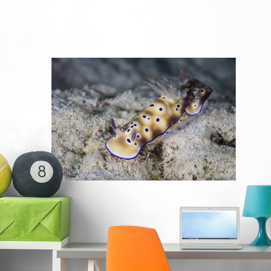 Pair Beautiful Nudibranchs Crawl Wall Decal