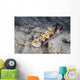 Pair Beautiful Nudibranchs Crawl Wall Decal