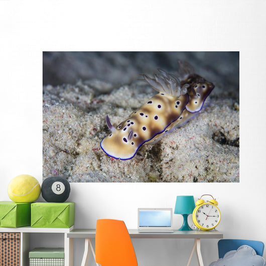 Pair Beautiful Nudibranchs Crawl Wall Decal