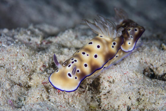 Pair Beautiful Nudibranchs Crawl Wall Decal