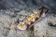 Pair Beautiful Nudibranchs Crawl Wall Decal