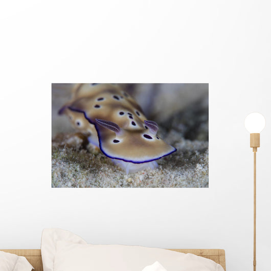 Beautiful Nudibranch Crawls along Wall Decal