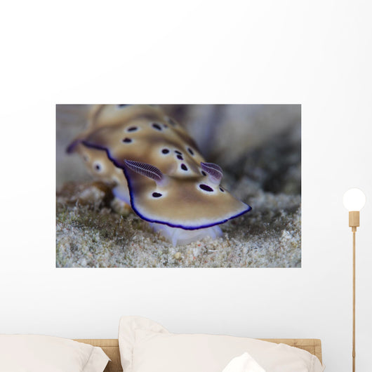 Beautiful Nudibranch Crawls along Wall Decal