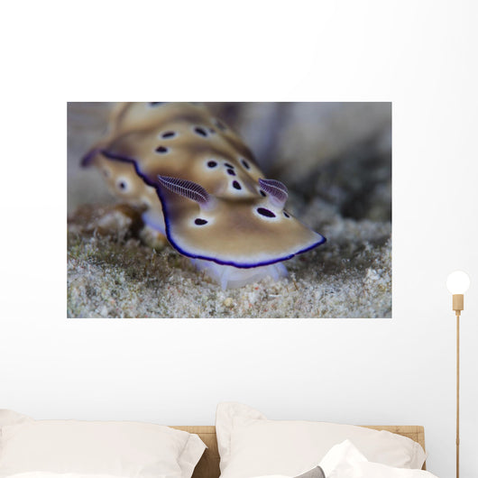 Beautiful Nudibranch Crawls along Wall Decal