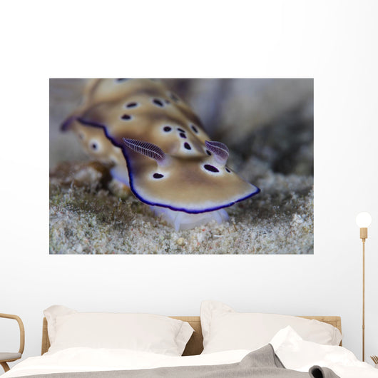 Beautiful Nudibranch Crawls along Wall Decal