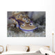 Beautiful Nudibranch Crawls along Wall Decal