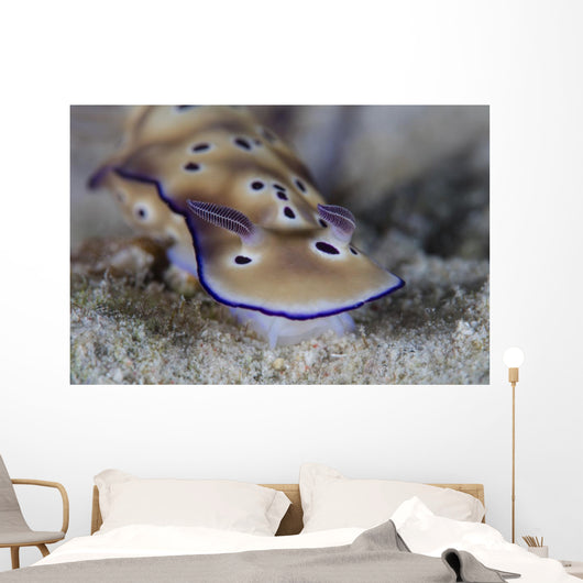 Beautiful Nudibranch Crawls along Wall Decal