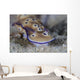 Beautiful Nudibranch Crawls along Wall Decal