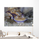 Beautiful Nudibranch Crawls along Wall Decal